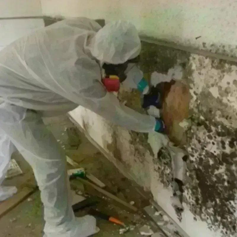 Mold Remediation and Removal in Seguin, TX